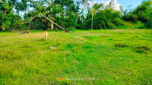 Lot For Sale in Trinidad Bohol Near Highway With 2,262 sqm