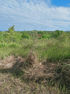 Beach lot for sale in Ubay Bohol 8,000 sqm clean title