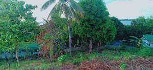 Seafront elevated lot for sale 16,000 sqm in Ubay Bohol